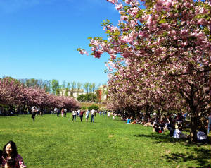 Brooklyn Botanic Garden cherry trees.JPG