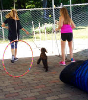 Doggie Funday obstacle course.JPG