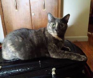 Jody on my suitcase again.jpg