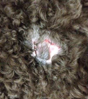 Closeup of Latke's leg wound.JPG