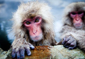 Snow monkeys of Japan.jpg