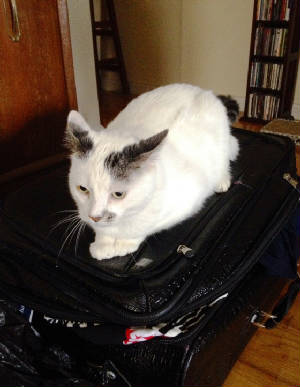 Wuftie on my suitcase.JPG