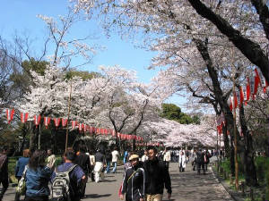 Cherry blossoms in Japan.JPG