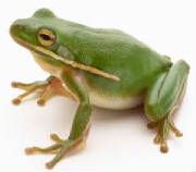 frog image 2.jpg