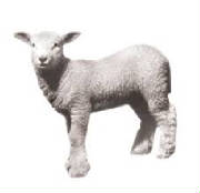 Mary's lamb.jpg