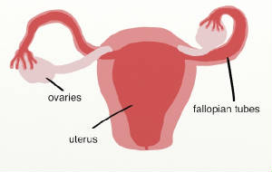 ovaries diagram.jpg