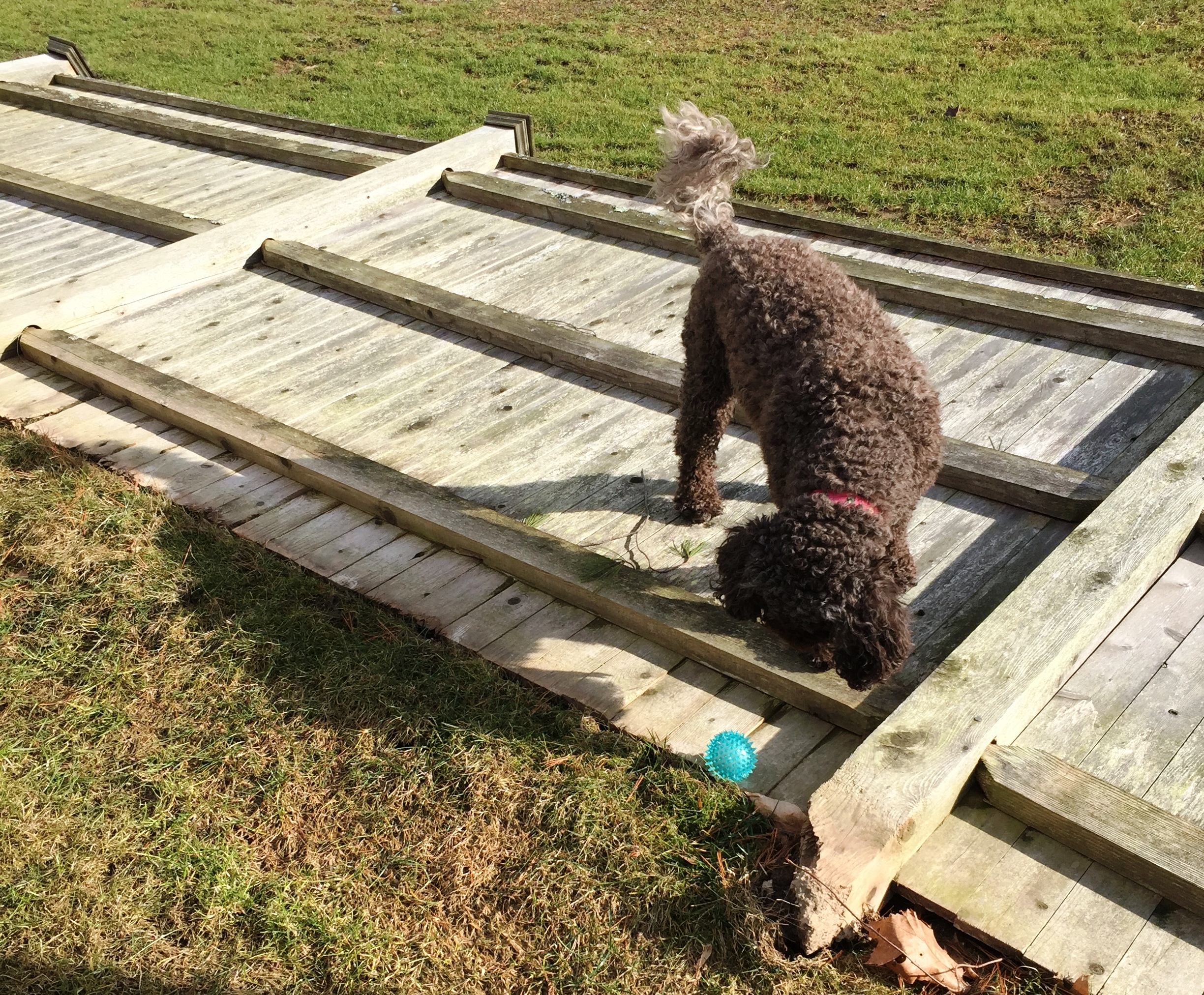 Winds blew our fence down.JPG