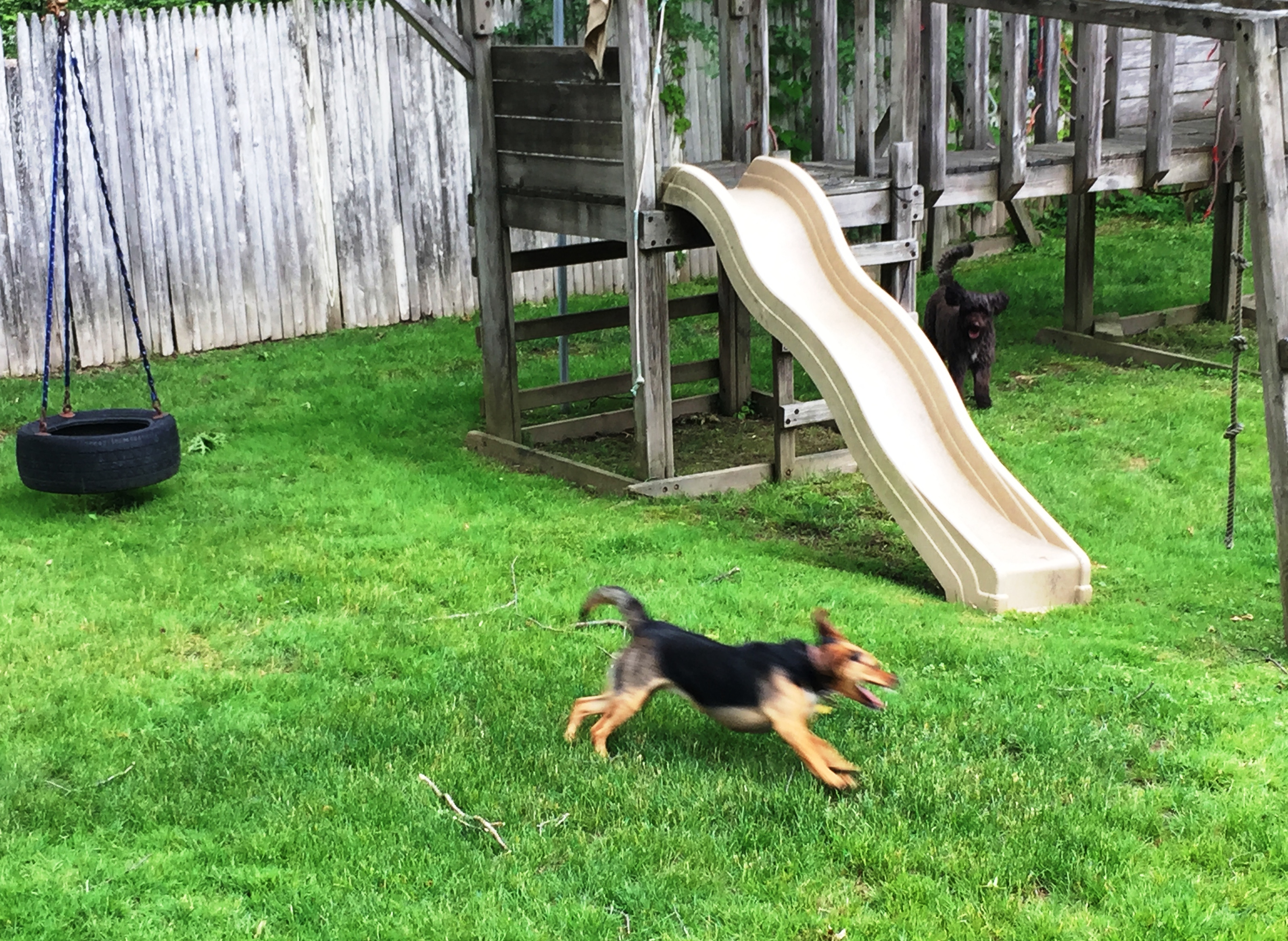 Latke and Zoey on their obstacle course.JPG