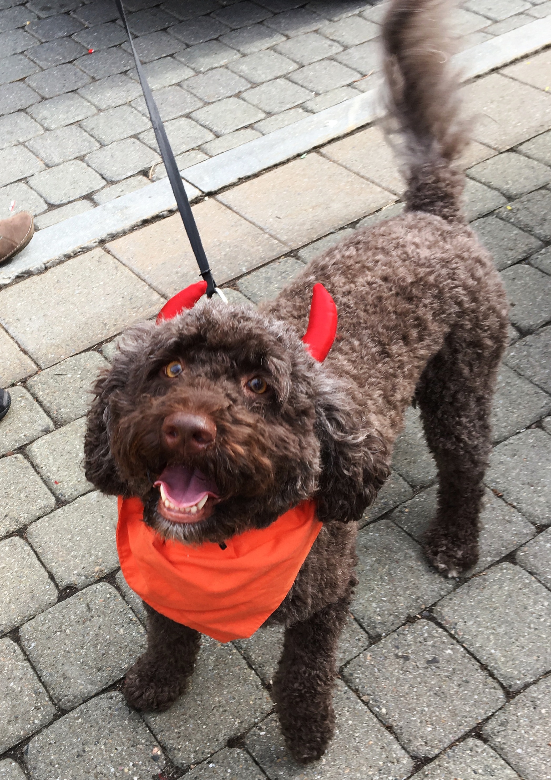 Latke dressed as Devil Dog 2016.jpg