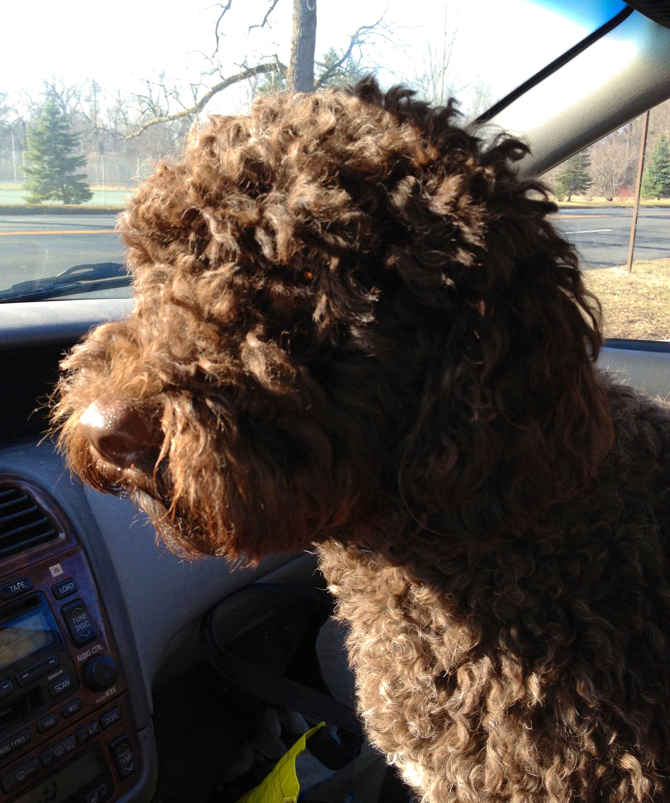 Latke likes to ride in the car.jpg