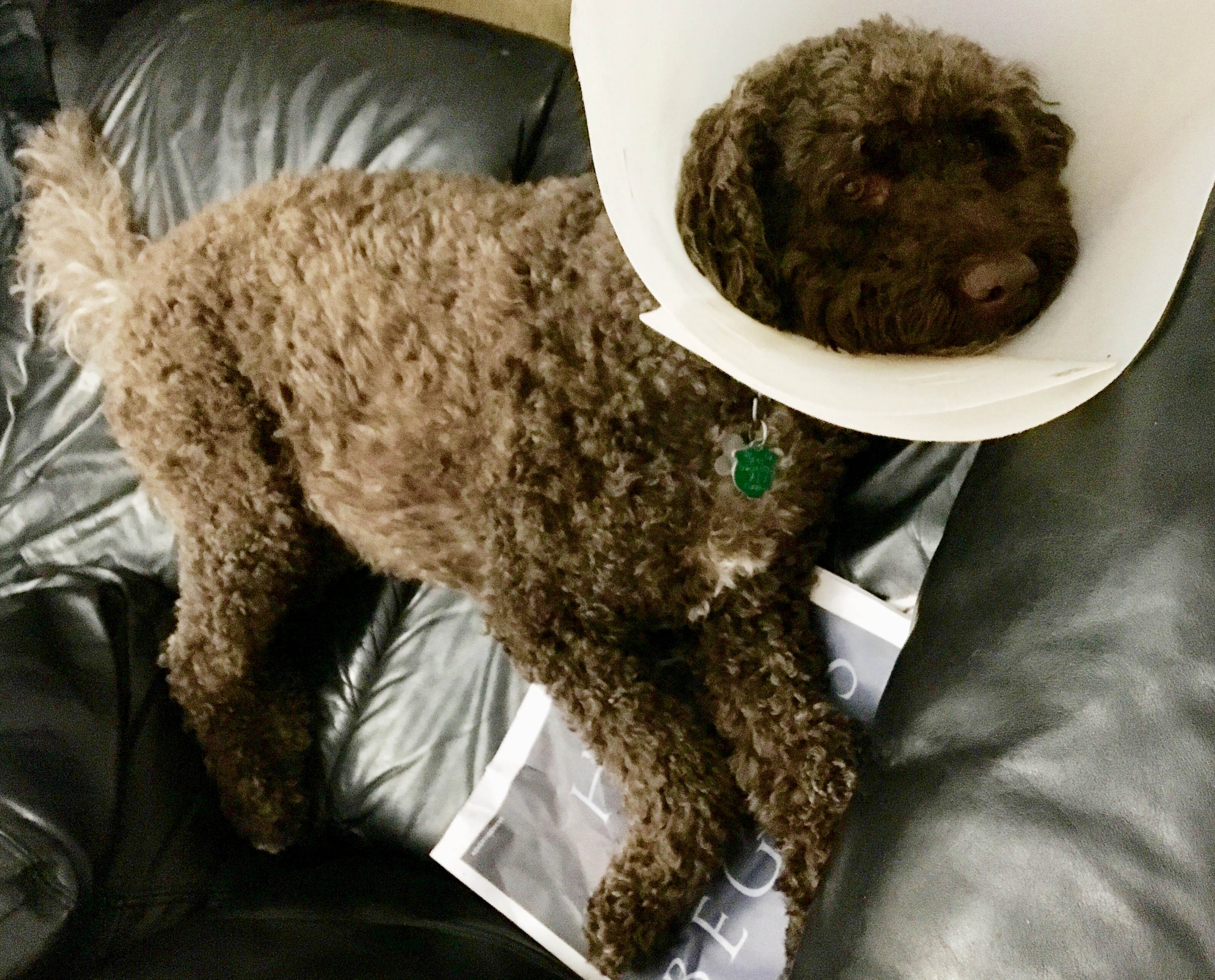 Latke had to wear a cone around her neck.jpg