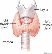Thyroidimage2.jpg
